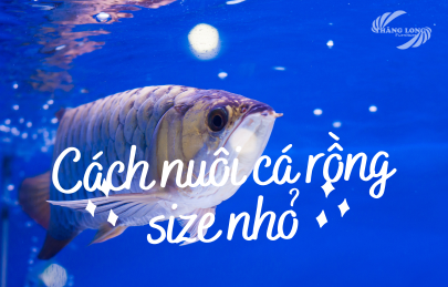 Cách Nuôi Cá Rồng Size Nhỏ Sinh Trưởng Và Phát Triển Khỏe Mạnh Nhất 