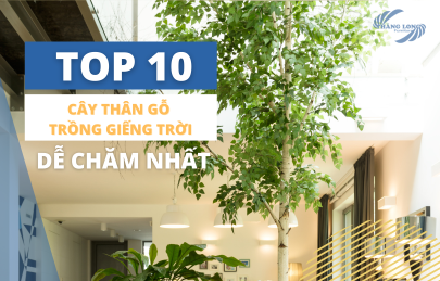TOP 10 Cây Thân Gỗ Trồng Ở Giếng Trời Dễ Trồng Dễ Chăm Nhất