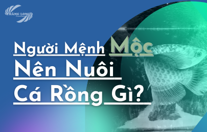 Người Mệnh Mộc Nên Nuôi Cá Rồng Gì? Chi Tiết Cách Chọn