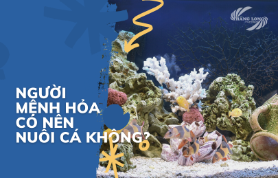 Người Mệnh Hỏa Có Nên Nuôi Cá Không? Giải Nhanh Đáp Gọn